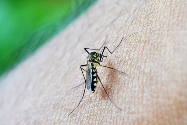 Dünya genelinde sıtma nedeniyle her yıl yüz binlerce kişi hayatını kaybediyor