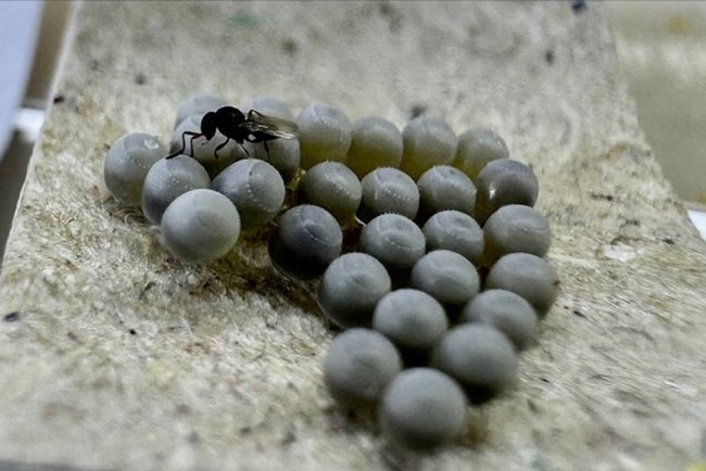 Giresun'da kahverengi kokarca zararlısına karşı üretilen samuray arı sayısı 220 bini geçti