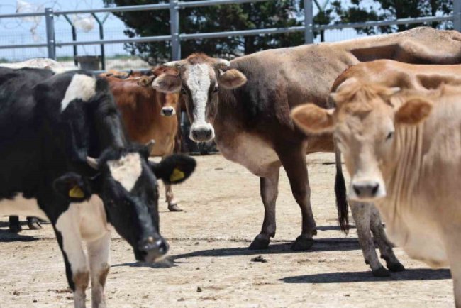 Diyanet açıkladı: Kurban ibadetiyle ilgili doğru bilinen 13 yanlış