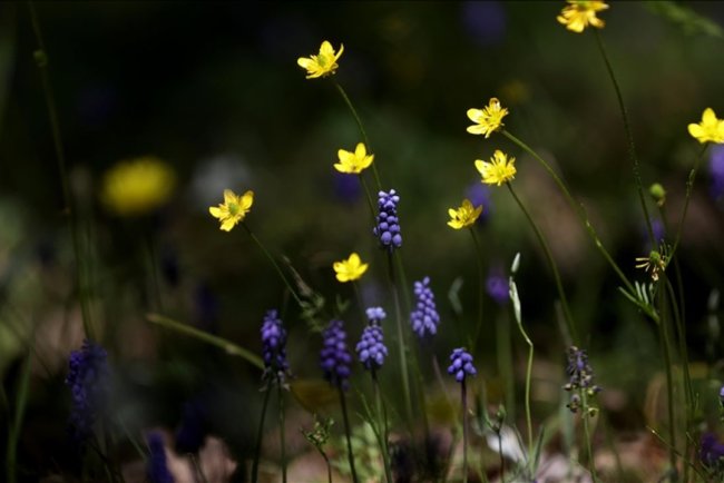 İlkbaharla uyanan doğa Yıldız Dağları’nı renklendirdi