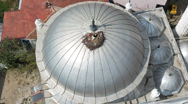 Tekirdağ'da leylekler 10 yıldır aynı cami kubbesine yuva yapıyor