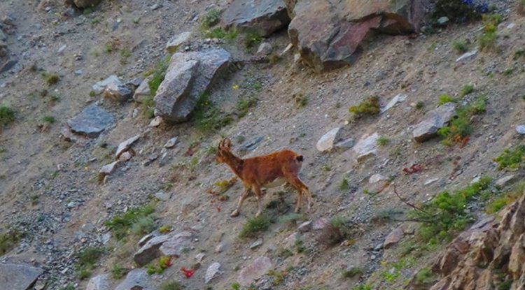 Artvin'de baraj gölü kıyısına inen yaban keçileri görüntülendi