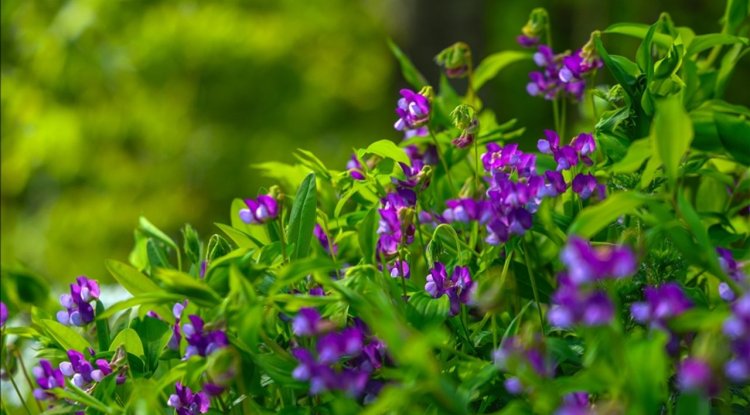 Çam Dağı'na ilkbaharın renkleri hakim oldu