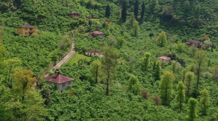 Orta ve Doğu Karadeniz'deki fındık üreticilerinin yeni sezon mesaisi başladı