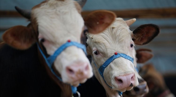 Tunceli'nin bazı köy ve mahallelerinde şap karantinası başlatıldı