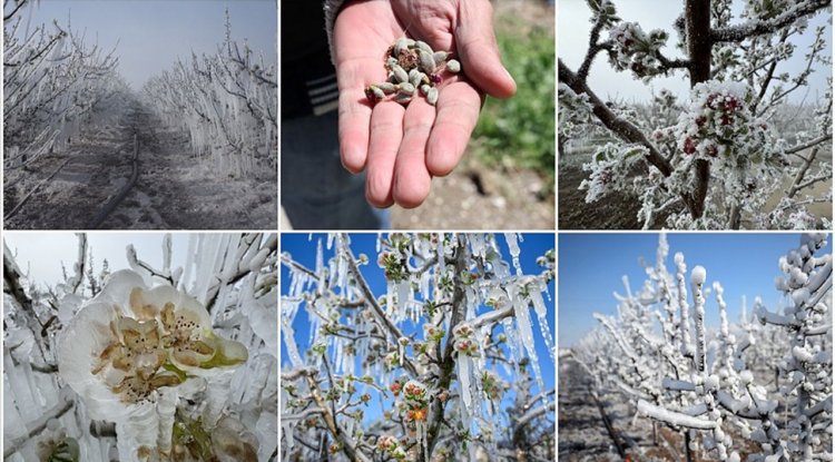 Zirai don 36 ilde etkili oldu