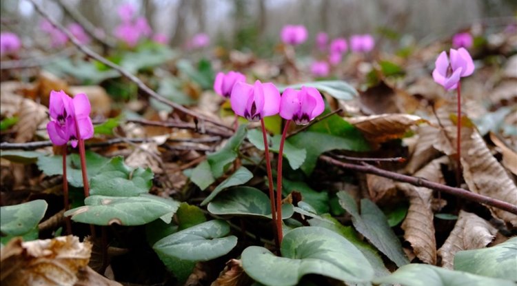 Kırklareli'nin Longoz Ormanları'nda açan kardelenler doğayı süsledi