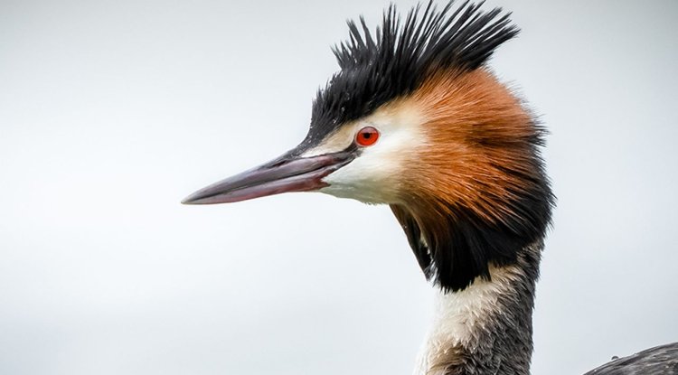 Bahri kuşları, kendine has tüyleriyle dikkati çekiyor