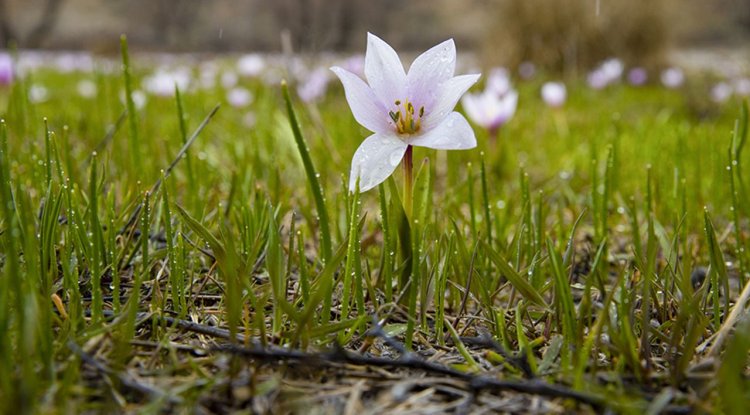 Munzur'da bahar renkleri