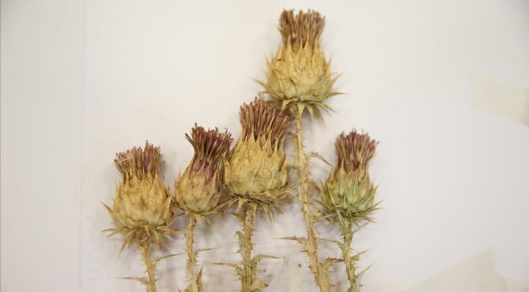 Şırnak'ta bulunan bitki 12 yıllık çalışma sonucu literatüre kazandırıldı