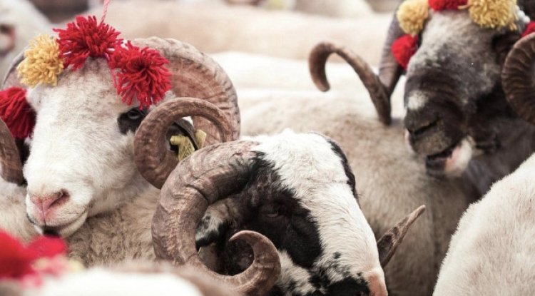 Kurban bayramı günü kurban kesilmeden önce bir şey yememenin dinî dayanağı var mıdır? Diyanet açıkladı