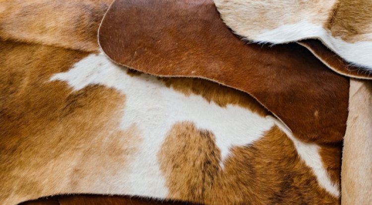 Giyimde domuz derisi kullanmak caiz mi? Diyanet açıkladı! Ünlü ayakkabı markalarında kullanılıyordu