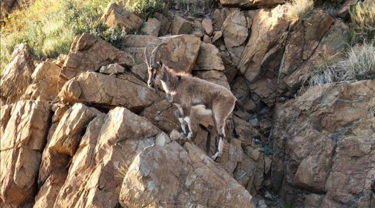 Hatay'da koruma çalışmaları yaban keçisinin popülasyonunu artırdı