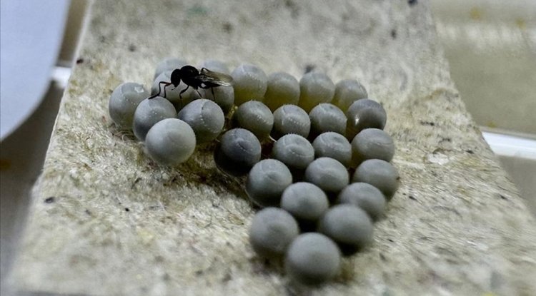 Giresun'da kahverengi kokarca zararlısına karşı üretilen samuray arı sayısı 220 bini geçti