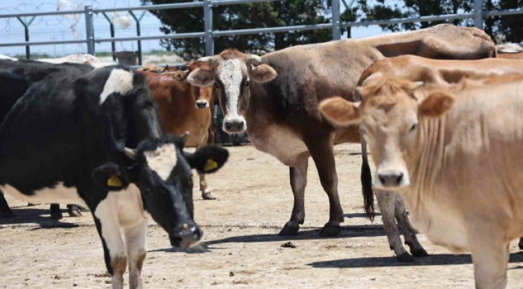 Diyanet açıkladı: Kurban ibadetiyle ilgili doğru bilinen 13 yanlış