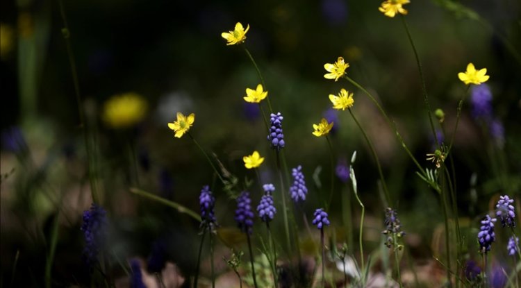 İlkbaharla uyanan doğa Yıldız Dağları’nı renklendirdi