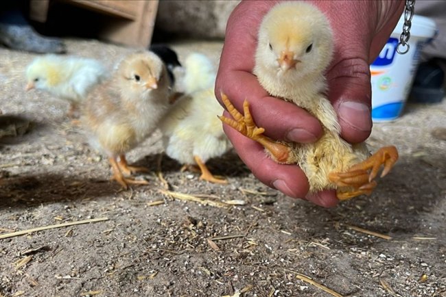 Çankırı'da yumurtadan 4 ayaklı civciv çıktı