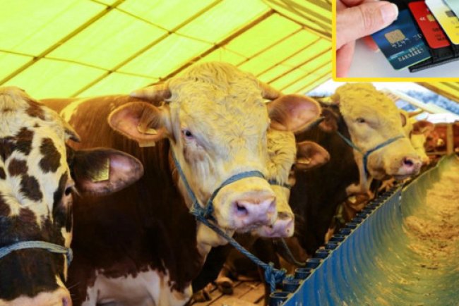 Kredi kartı ile kurban kesilir mi? İşte Diyanet fetvası