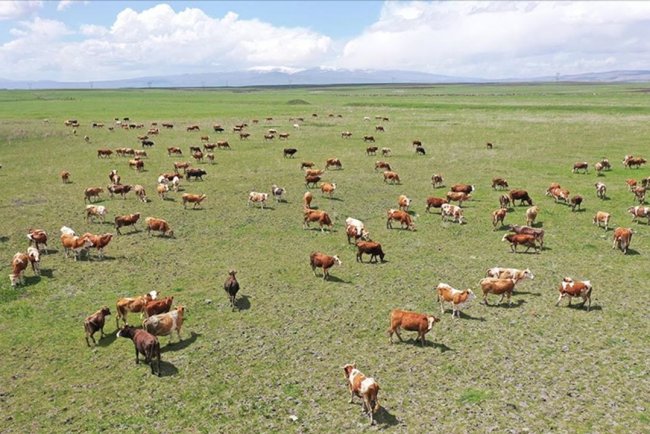 Kars'ın mera ve yaylalarından Türkiye'nin dört bir yanına kurbanlık gönderiliyor
