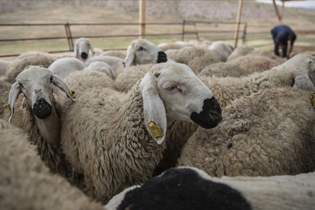 Kurban Bayramı öncesi hastalık ve kesimlere ilişkin tedbirler alındı