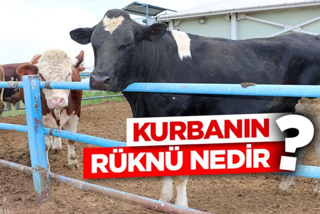 Kurbanın rüknü nedir?