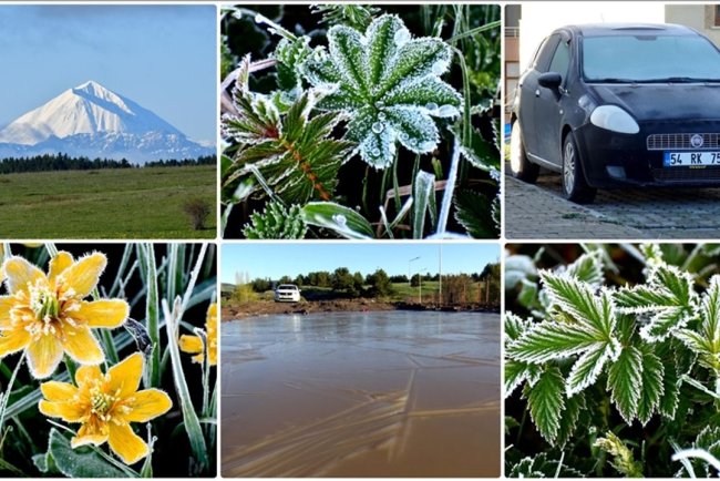 Kars Sarıkamış'ta araçların camlarını buz, çiçekleri kırağı tuttu