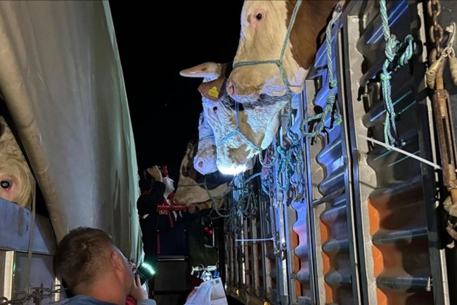 İstanbul'a kurbanlık hayvan girişleri başladı