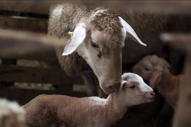 Türkiye hayvancılıkta Avrupa'da yeniden ilk sıraya yükseldi