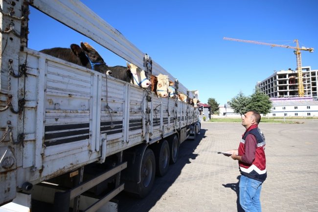 Bingöl'ün mera ve yaylalarında beslenen kurbanlıkların batıya yolculuğu başladı