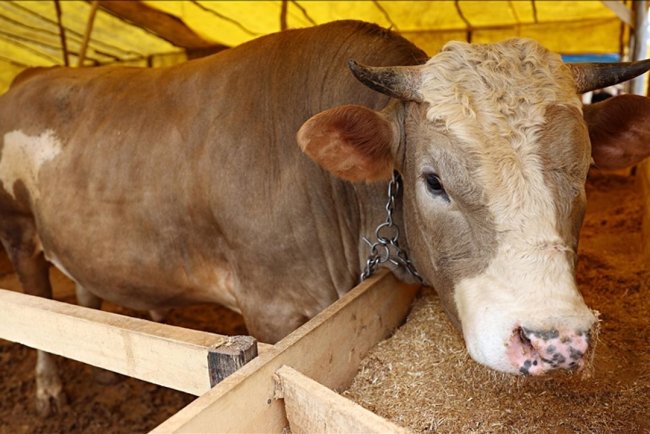 Uzmanından kurban seçimi ve kesimiyle ilgili dikkat edilecek hususlar