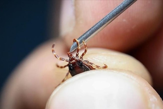 Kurban Bayramı öncesinde kene riskine dikkat edilmesi uyarısı