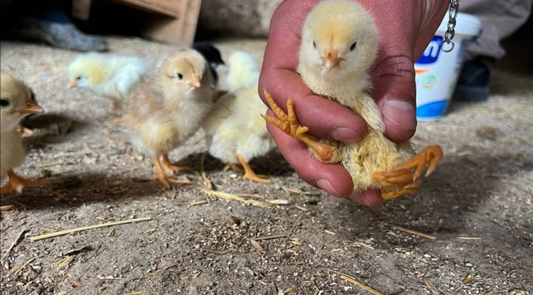 Çankırı'da yumurtadan 4 ayaklı civciv çıktı