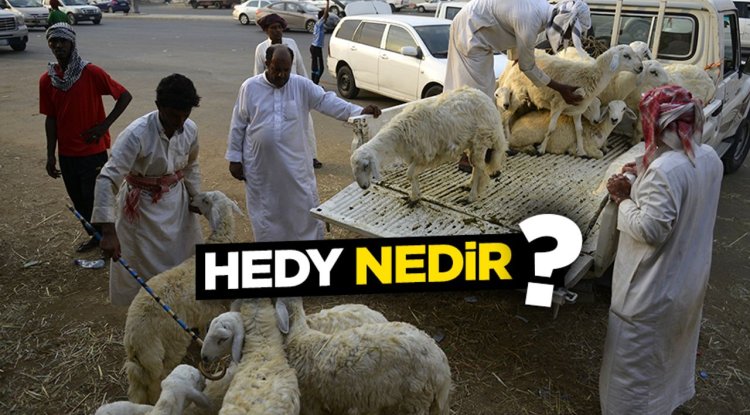 Hedy nedir?