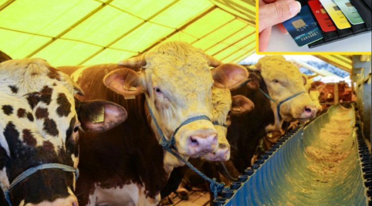 Kredi kartı ile kurban kesilir mi? İşte Diyanet fetvası