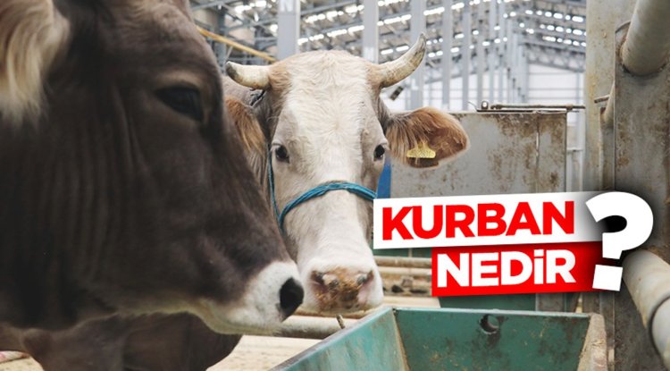 Kurban nedir?
