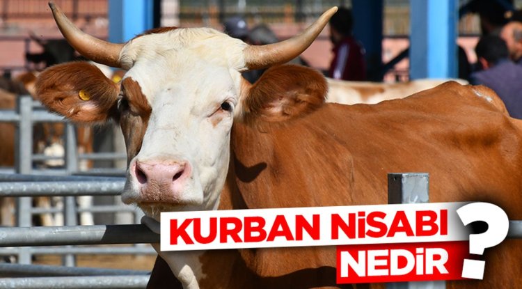 Kurban nisabı nedir?