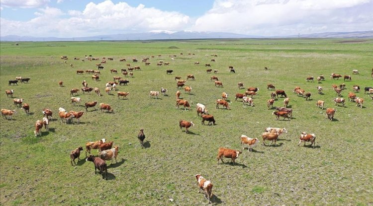 Kars'ın mera ve yaylalarından Türkiye'nin dört bir yanına kurbanlık gönderiliyor