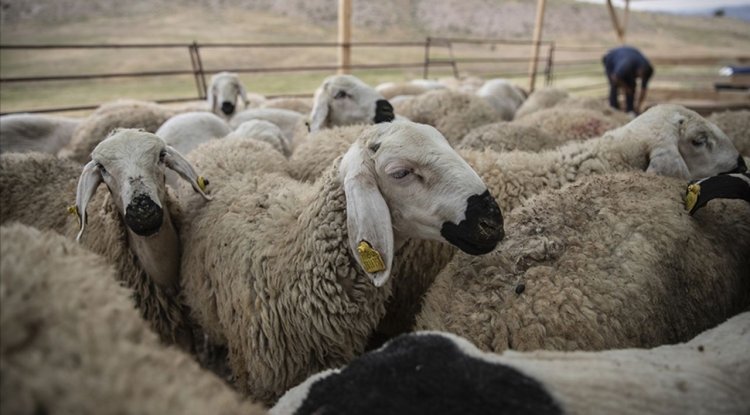 Kurban Bayramı öncesi hastalık ve kesimlere ilişkin tedbirler alındı