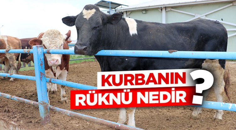 Kurbanın rüknü nedir?
