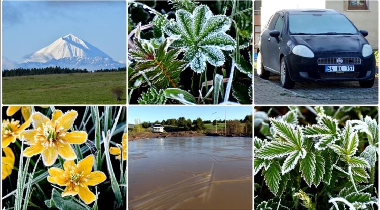 Kars Sarıkamış'ta araçların camlarını buz, çiçekleri kırağı tuttu