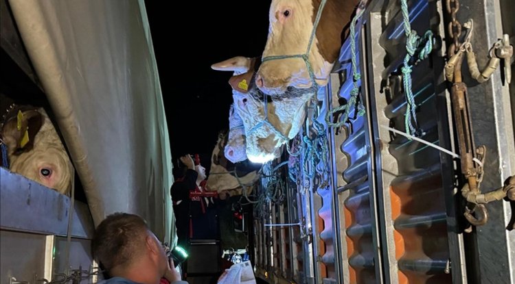 İstanbul'a kurbanlık hayvan girişleri başladı