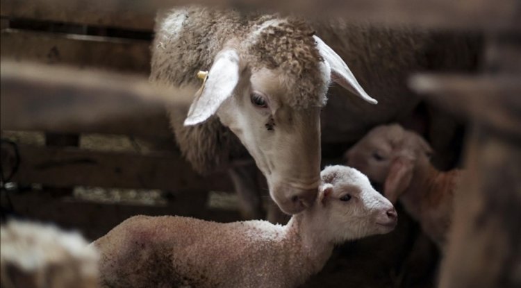 Türkiye hayvancılıkta Avrupa'da yeniden ilk sıraya yükseldi