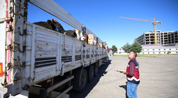 Bingöl'ün mera ve yaylalarında beslenen kurbanlıkların batıya yolculuğu başladı