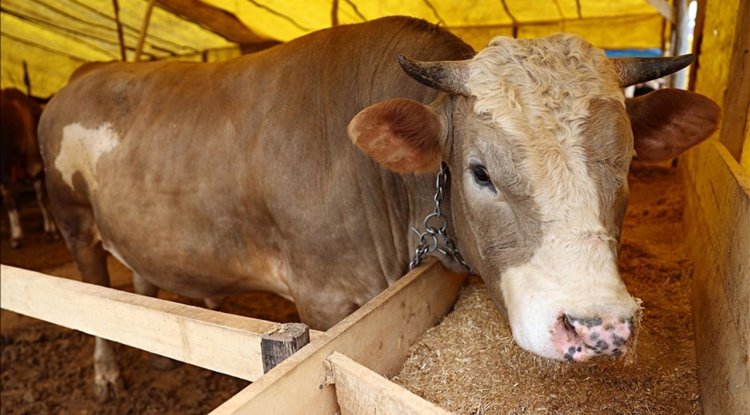 Uzmanından kurban seçimi ve kesimiyle ilgili dikkat edilecek hususlar