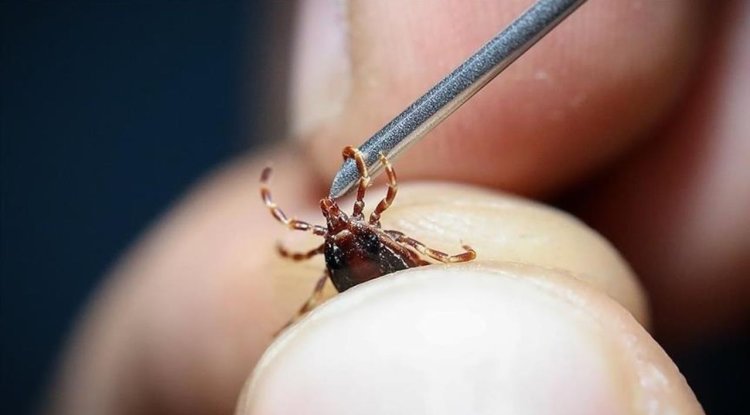 Kurban Bayramı öncesinde kene riskine dikkat edilmesi uyarısı