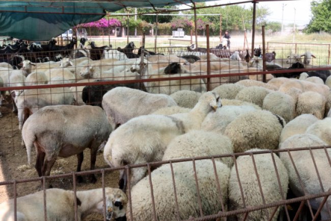 Kurban hissesi nasıl olmalı? Kurbanı kimler kesebilir? İşte kurban ibadetinde doğru bilinen yanlışlar