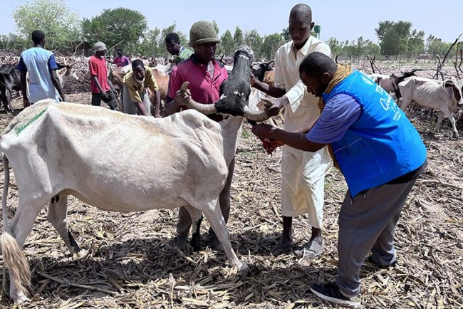 Türkiye Diyanet Vakfı, Mali'de 41 bin hisse kurban eti dağıtacak