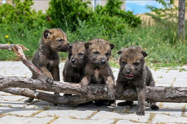Bitkin halde bulunan 4 kurt yavrusu Van'da koruma altına alındı