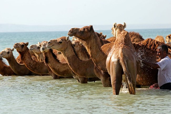 İran'da "develeri yıkama" geleneği asırlardır sürüyor