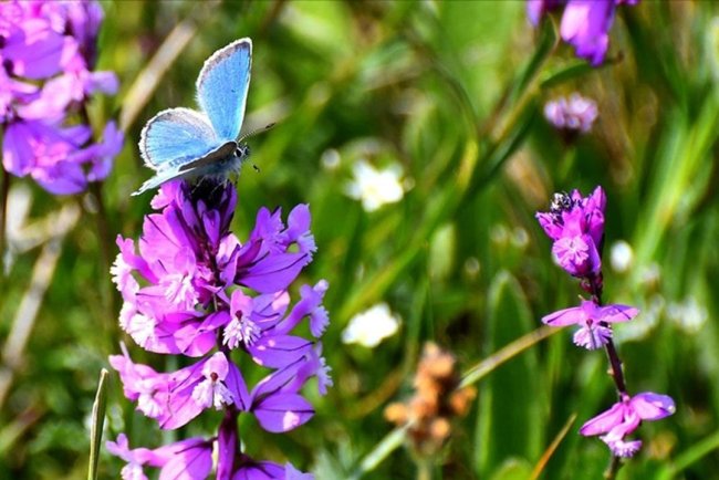Kars'ın yüksek kesimleri rengarenk çiçeklerle kaplandı